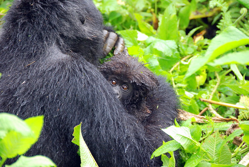 Mountain Gorillas families in Rwanda Volcanoes National Park