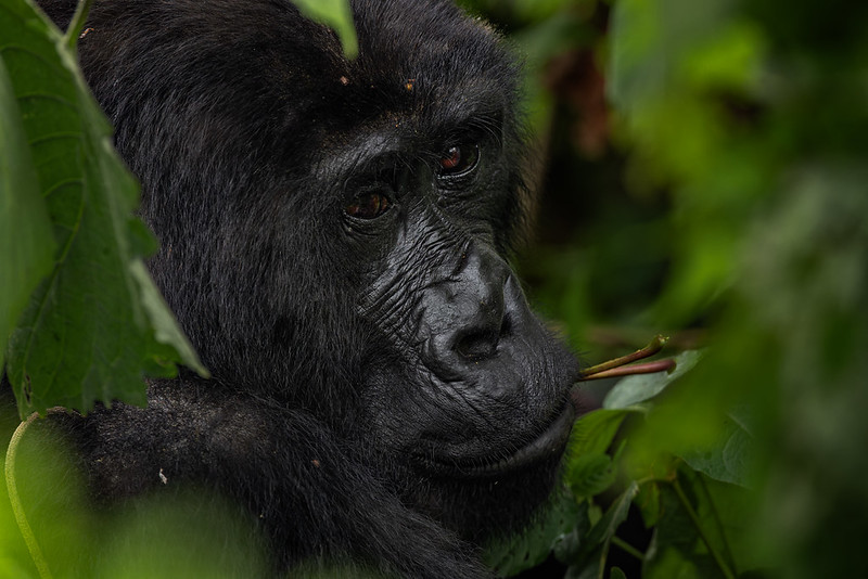 Mountain Gorillas in Bwindi Impenetrable National Park & Maghinga Gorilla National Park