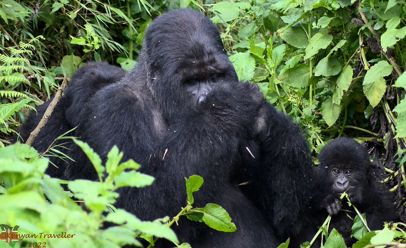 Mountain Gorillas in Bwindi Forest Impenetrable National Park & Mgahinga National Park