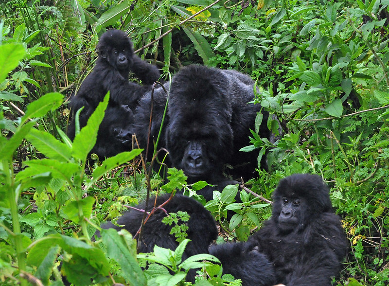 Gorilla Families in Volcanoes National Park Rwanda