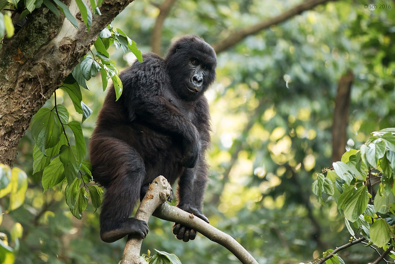 Senkwekwe gorilla orphanage in Democratic Republic of Congo