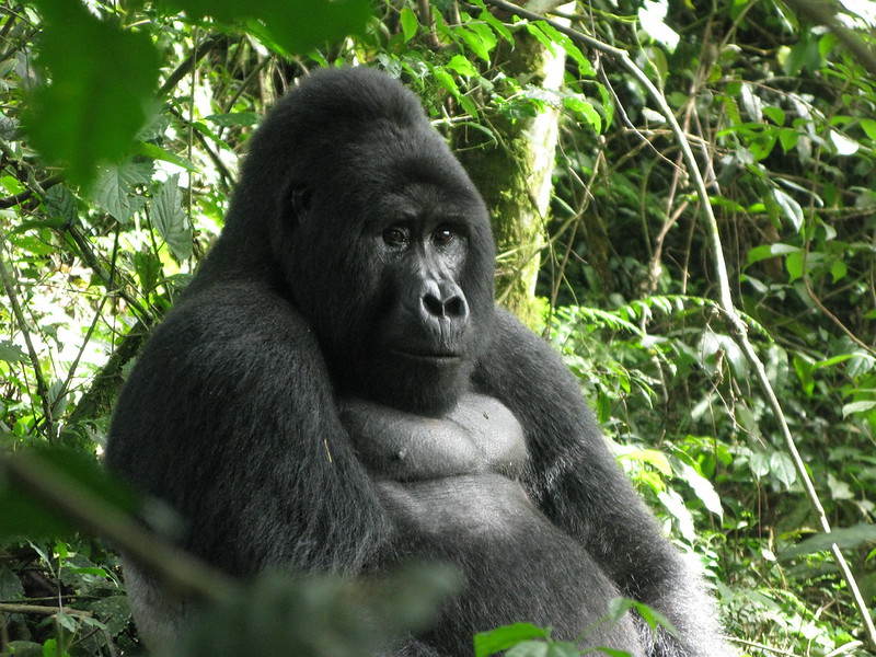 Silverback Gorillas in Uganda Rwanda Congo Volcanoes National Park, Virunga National Park, Mgahinga gorilla National Park, Bwindi Impenetrable National Park, Mountain Gorilla Trekking Africa