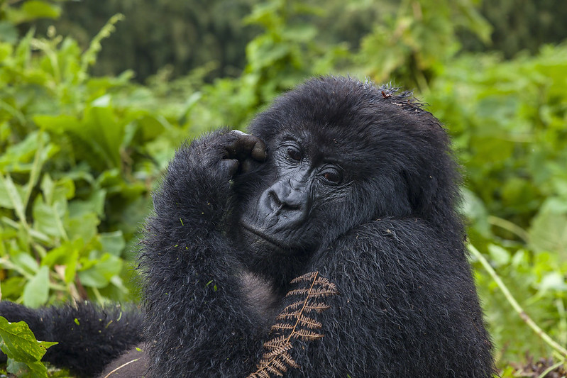 Eastern Lowland gorillas in Kahuzi Biega National Park, Congo