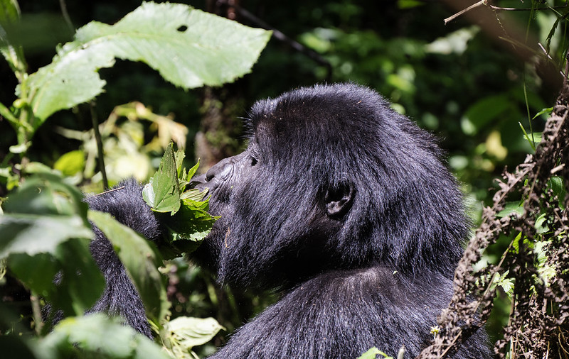 What do Mountain Gorillas Eat in Uganda?
