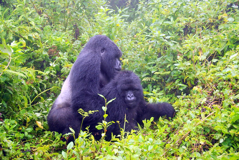Mountain Gorilla Trekking in Rwanda Volcanoes National Park, Virunga National Park, Uganda, Mgahinga Gorilla National Park