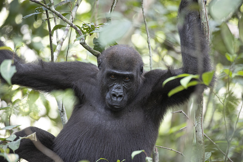 Western lowland gorillas in Congo in Africa