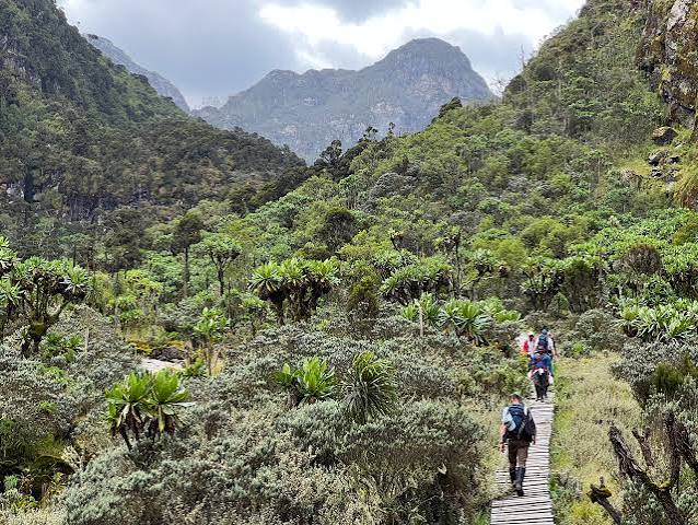 2 days Rwenzori trekking