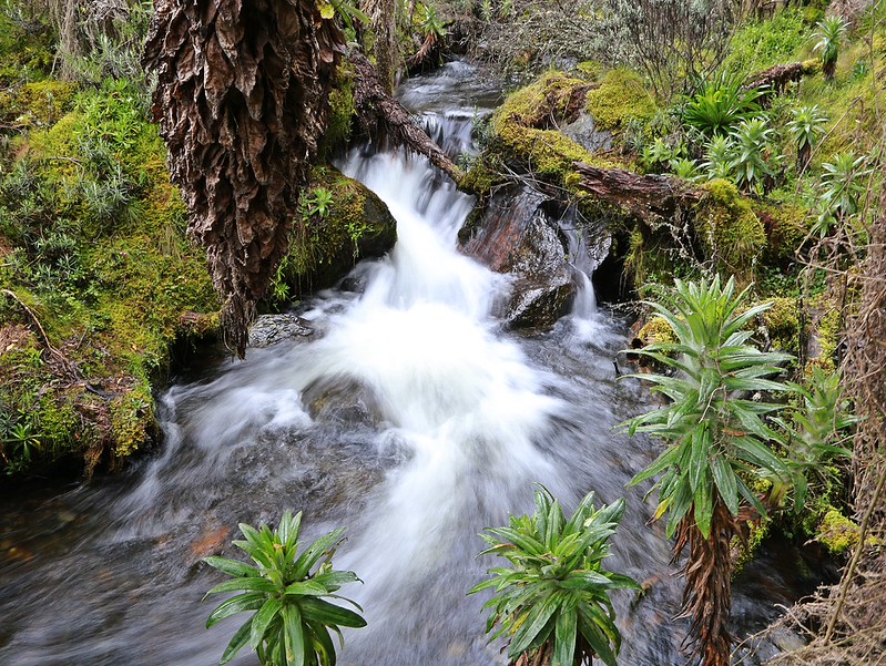 2 Days rwenzori trekking to Lake Mahoma