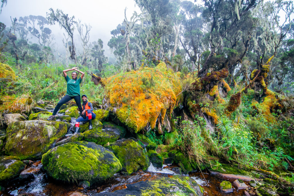 3 days Rwenzori Trekking to sine camp