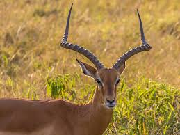 Antelopes at Lake Mburo National Park-atrrcations and things to do