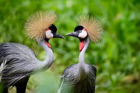 Birding in Semuliki National Park
