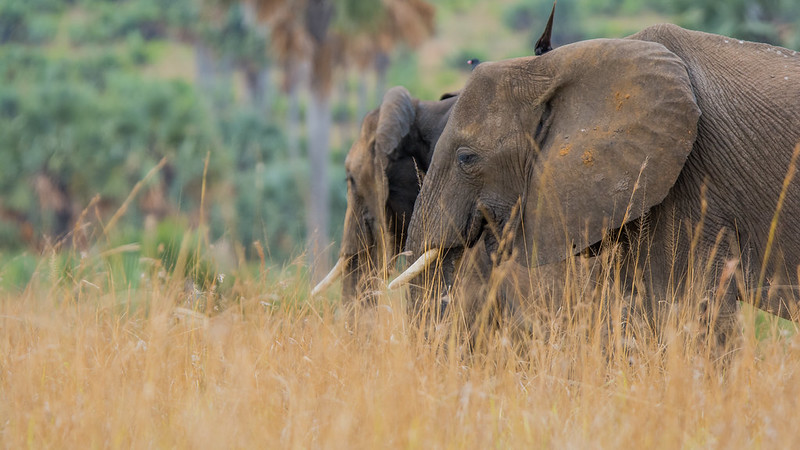 Murchison Falls National Park