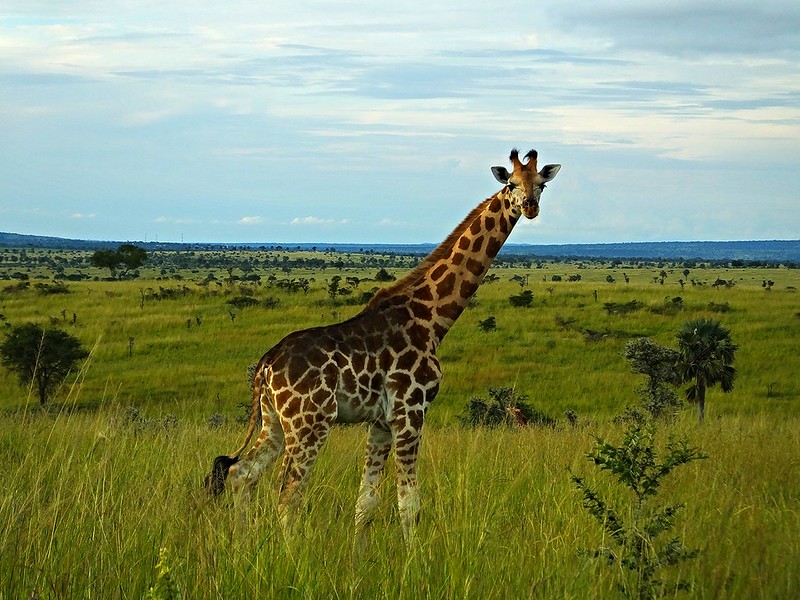 Murchison Falls National Park