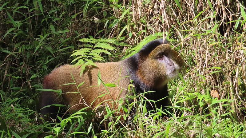 3 days, 4 days or 5 days, 6 Days Rwanda gorilla or primate safari with wildlife or Golden Monkey tracking in Uganda & Rwanda