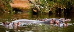 Best Things to to and attractions to se in Lake Mburo National Park