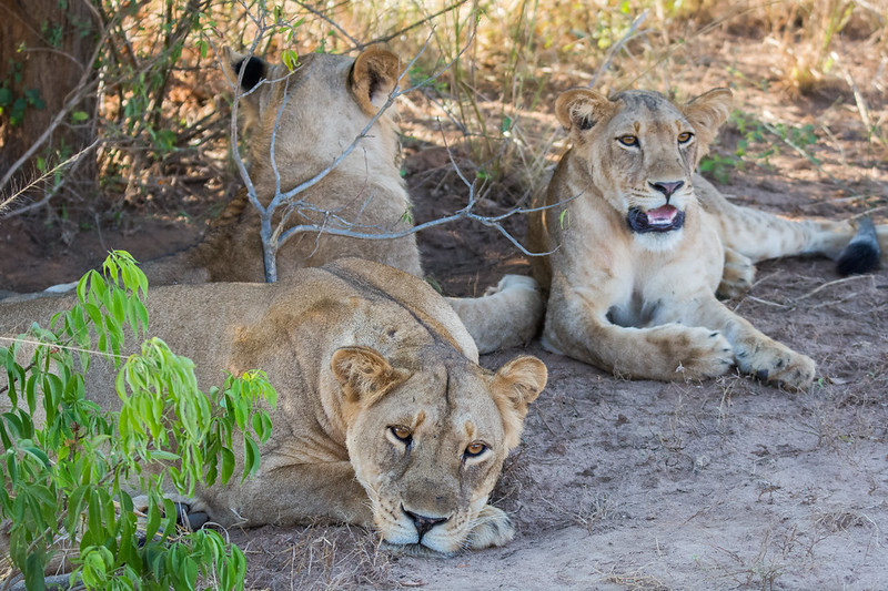 Big Five of Murchison fall national park
