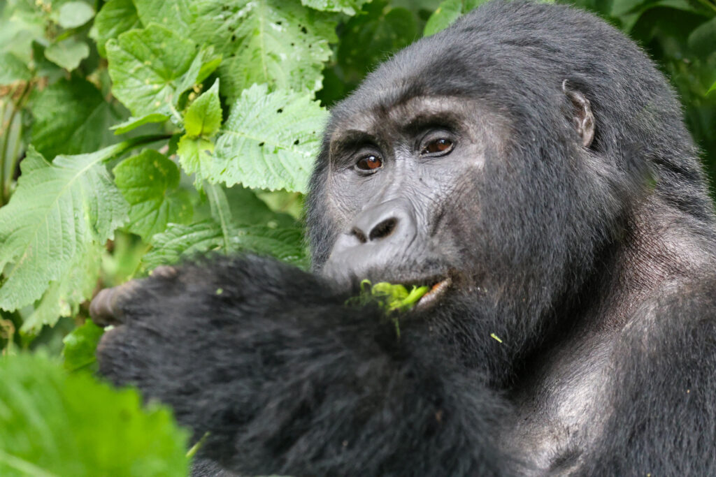 Mgahinga Gorilla National Park