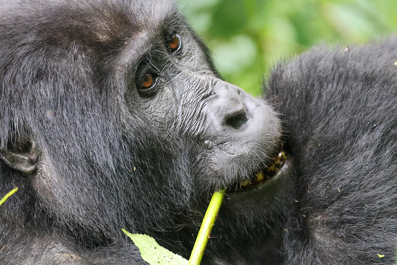 Mgahinga Gorilla National Park-Gorilla trekking and Golden Monkey tracking