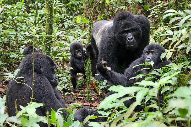 Nyakagezi Gorilla Family in Mgahinga Gorilla National Park Trekking Guide