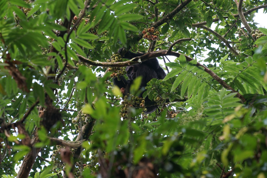 Chi,panzee Tracking/trekking Experience in Nyungwe Frest National Park Rwanda Safaris