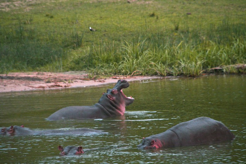 Queen Elizabeth National Park complete wildlife safari Guide