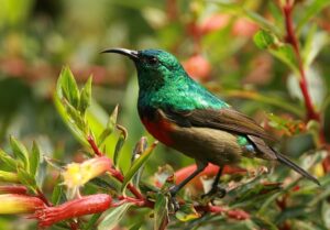 Rwenzori Mountains National Park