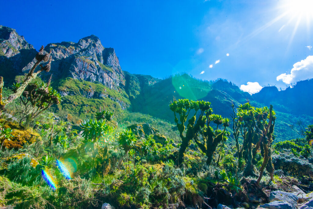 5 days Rwenzori trekking to Weismann Peak on Mount Gessi Vegetation Zones