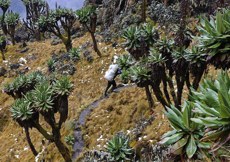 Rwenzori Vegetation Zones