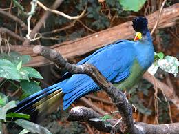 Rwenzori Turaco on a 2 days Rwenzori trekking to Sine Camp
