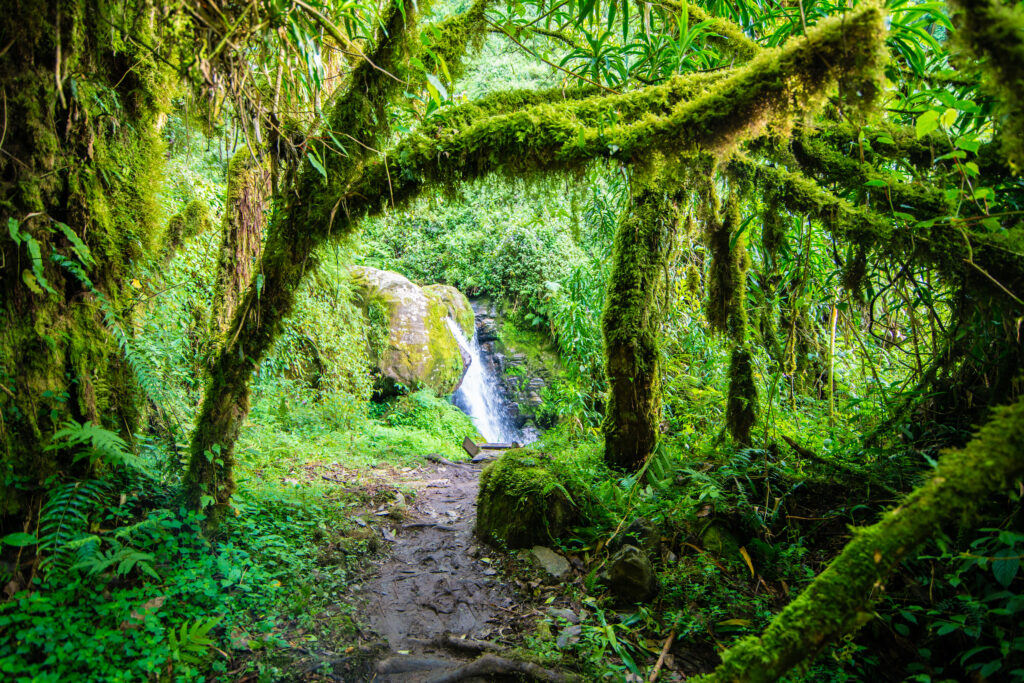 3 Days Rwenzori Trek to Sine/Kalalama Camp with &Enock's Falls