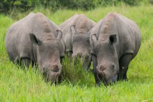 Southern White Rhinos at Ziwa Rhino Sanctuary