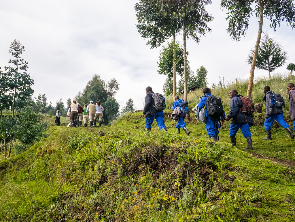 o Gorilla trekking in Volcanoes Rwanda