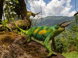 Three Horned Chameleon in the Rwenzori Mountains National Park- 2 days hike/hike to Sine Camp trekking