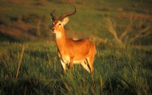 Uganda Kob at Ziwa Rhino Sanctuary & Wildlife Ranch Ltd