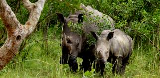 Ziwa Rhino Sanctuary Guide