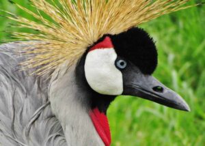 Birding in Queen Elizabeth National Park