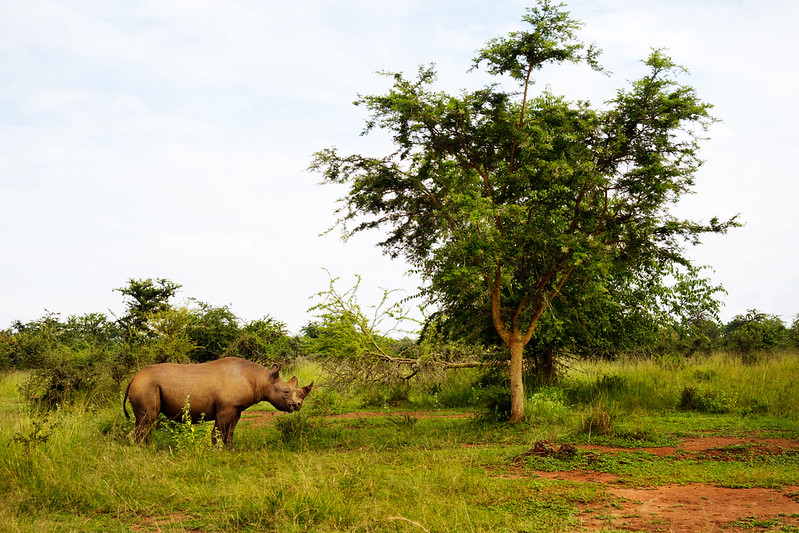 Akagera National Park Safari Guide in Rwanda Big Five