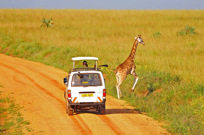 Game drives in Murchison Falls National Park Uganda Wildlife safaris