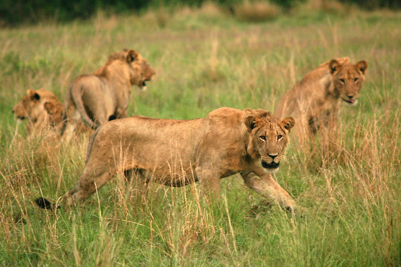 Lion Tracking In Queen Elizabeth National Park